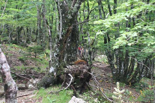 オオヤマレンゲ