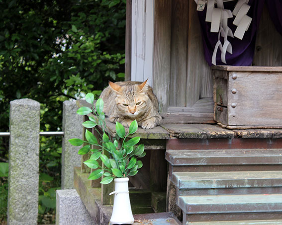 忌部神社のニャンコ-2♪