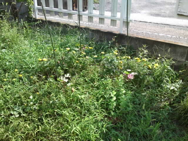 庭