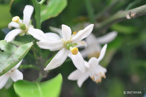 アマナツ（甘夏、カワノナツダイダイ）