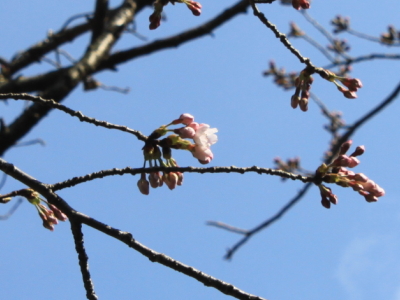 咲き始めのソメイヨシノ