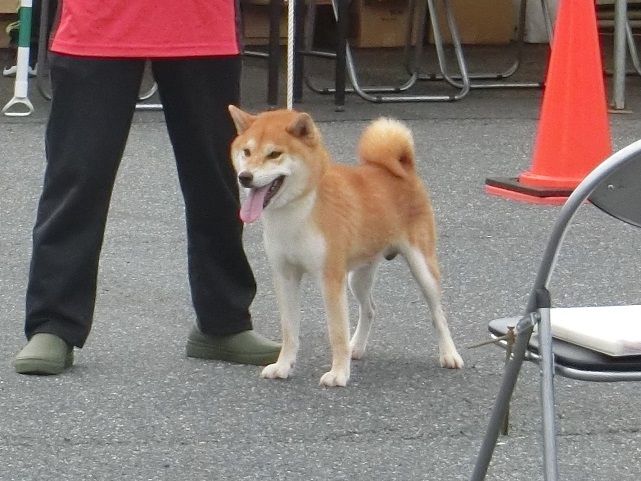 展覧会 日本犬保存会 柴楽日記 楽天ブログ