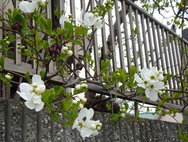 3月16日 今日の一花 その２ リキュウバイ 利休梅 Gazengamaのブログ 散歩中に出合った花と趣味の陶芸作品 楽天ブログ