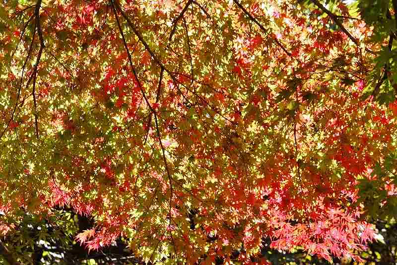 IMG_5300 (800x534) (2).jpg