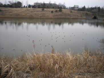日曜日の朝・水鳥１.JPG