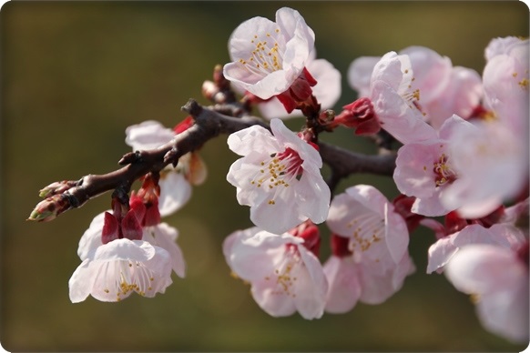 金沢地方気象台 アンズ 15.3.30