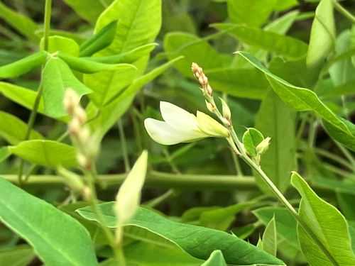 人は違ってほしい! 薔薇と果物と猫と絵 楽天ブログ