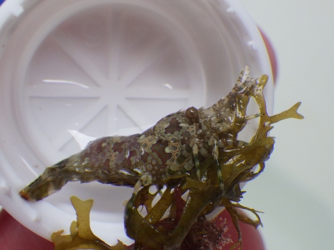 串本磯採集2016年10月上旬36　フシウデサンゴモエビ（Saron marmoratus）