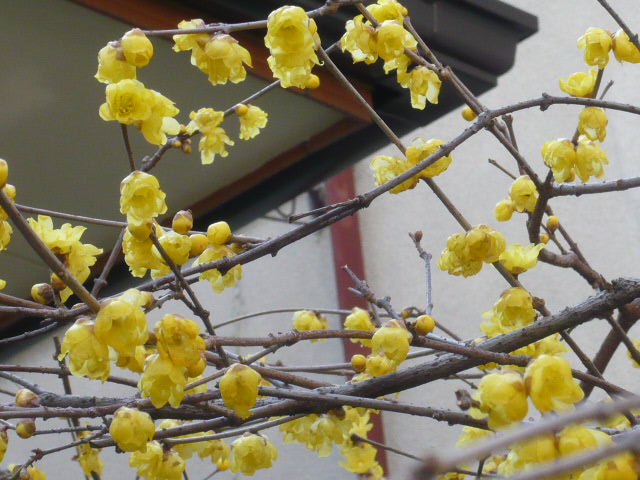 黄色い梅の花