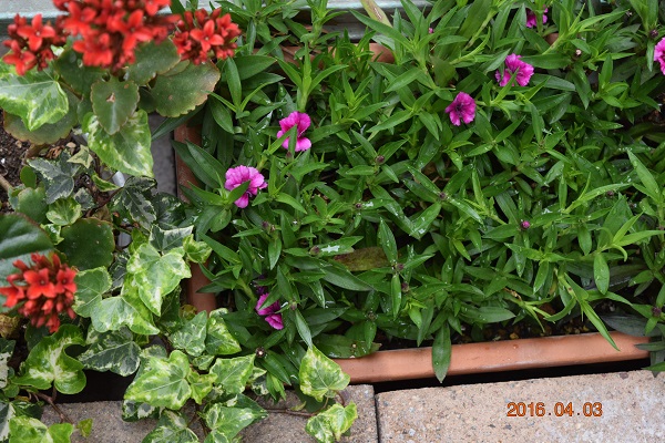 DSC_0042.JPG