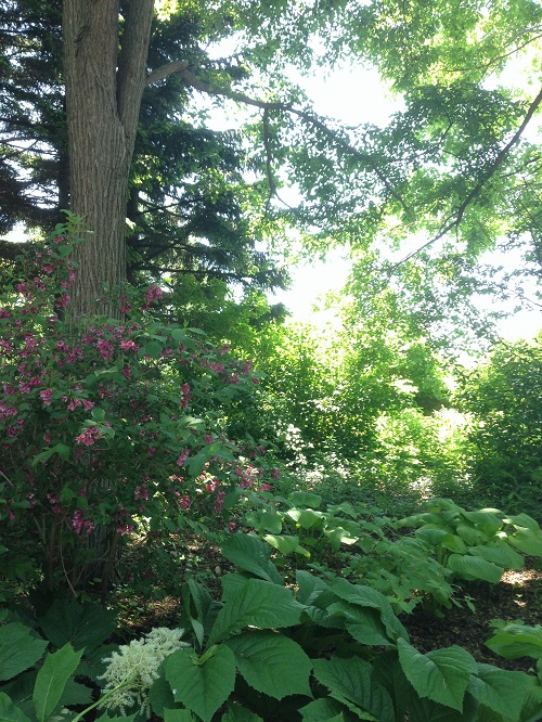 2017-06-17 12.22.03.jpg
