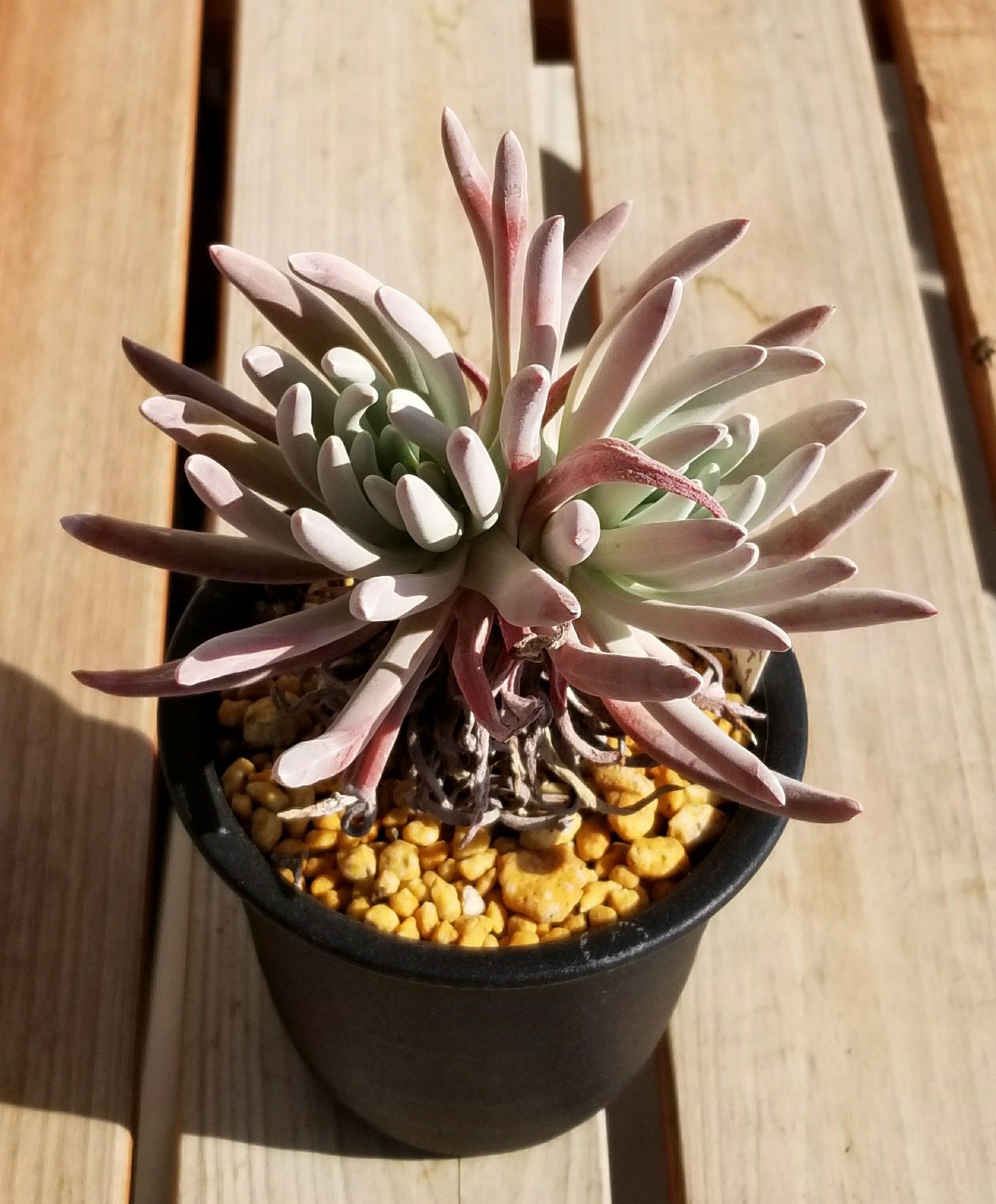 分頭するダドレア | デルオの多肉日記 - 楽天ブログ 