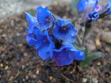 プルモナリアの青い花 ムクドリと椿の花 静かな時が流れる 風の庭 楽天ブログ