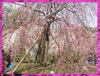 額桜1.jpg