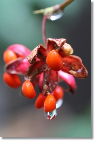 実家の庭で-5 ツリバナ-1 13.11.8