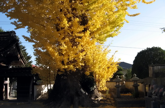 天徳寺(08).jpg