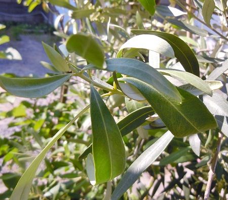 カラマタやっと開花 カラマッタ葉 鉢植え果樹 もっとひかりを 楽天ブログ