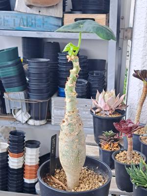 広瀬の春の見事な赤花 | びびるタニサボ達 - 楽天ブログ