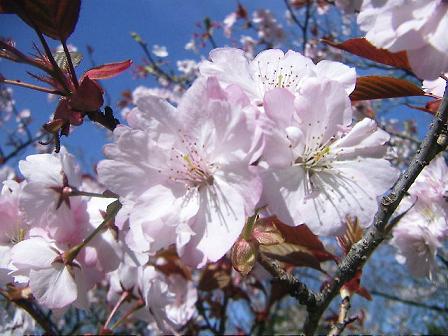 PICT0017s.JPG