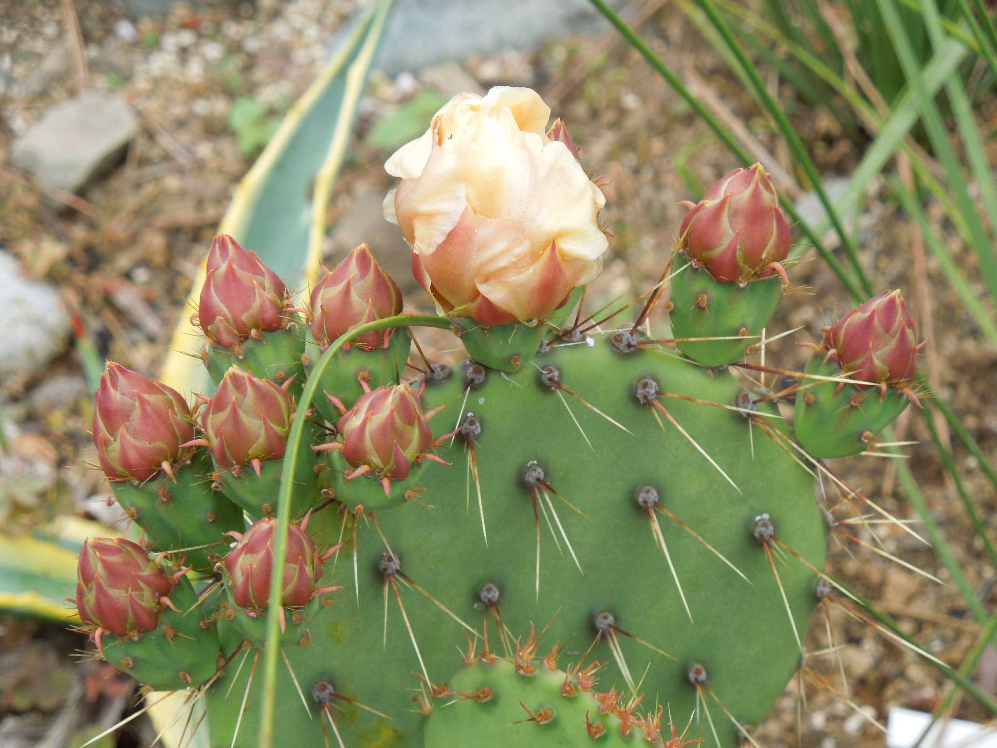 オプンチア・マクロケントラ(Opuntia macrocentra)～開花が
