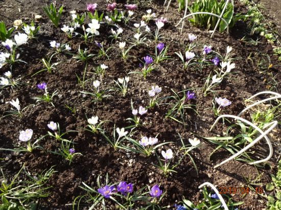 クロッカスが綺麗 マイガーデンの日当たり 多年草の芽が出てきました 小さな花宇宙 そして それから 老いふたりの小宇宙 楽天ブログ