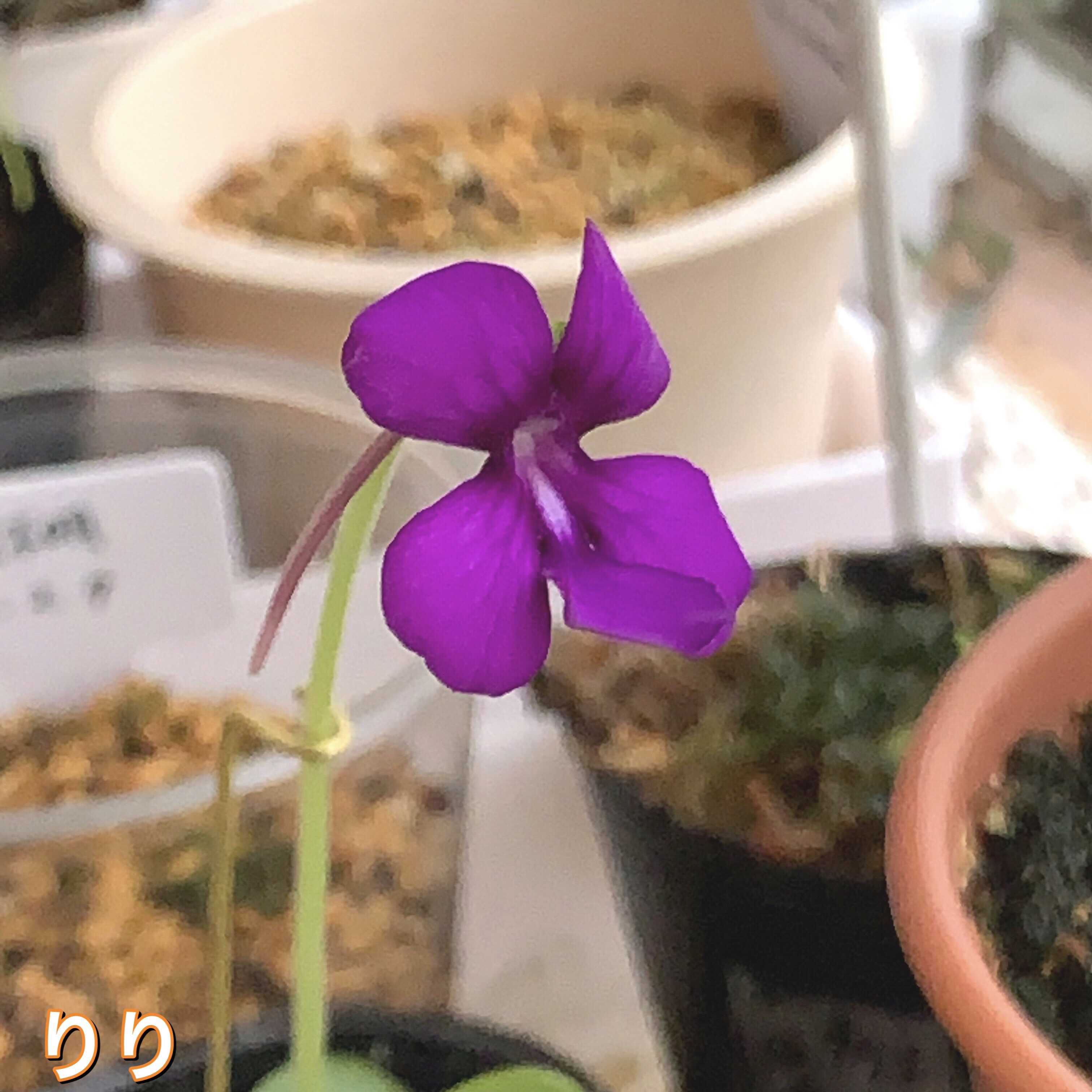 ムシトリスミレ モラネンシス 紫宝 私と花と猫もろもろ 楽天ブログ