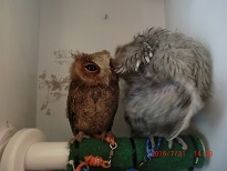 20150731_月島・フクロウのみせ15赤ちゃん.JPG