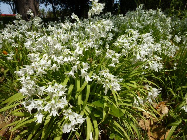 アリウム トリケトラム チューリップ色々 昭和記念公園で 写真あり 私の好きな花 楽天ブログ