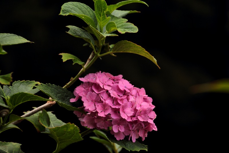 七曲りの紫陽花_09.jpg