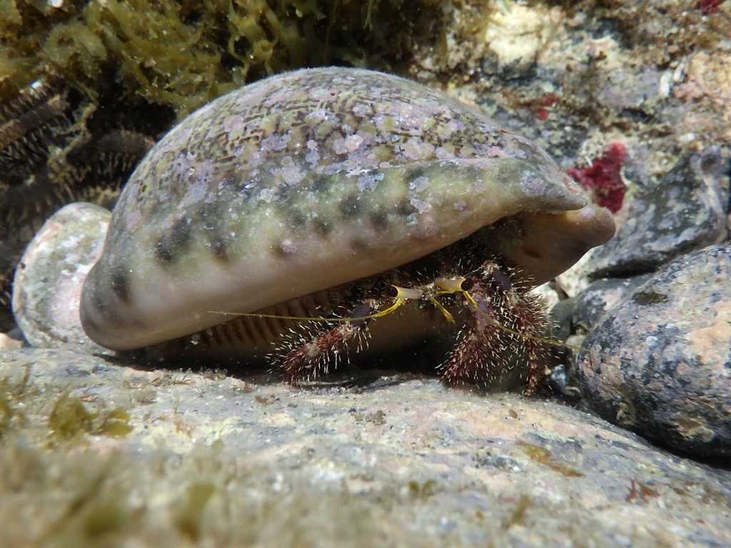 串本磯採集2023年8月上旬33　オイランヤドカリ（Dardanus lagopodes）