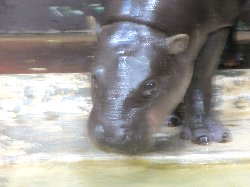 コビトカバ　ナツメ