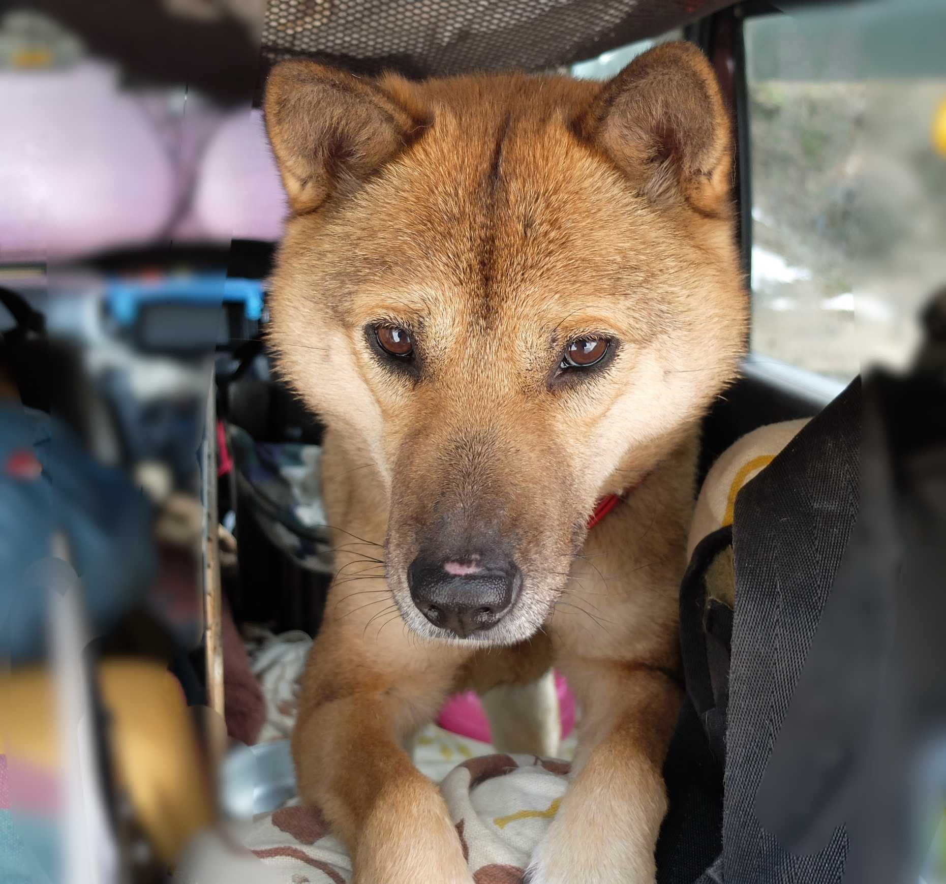 野にある　らくブロ館