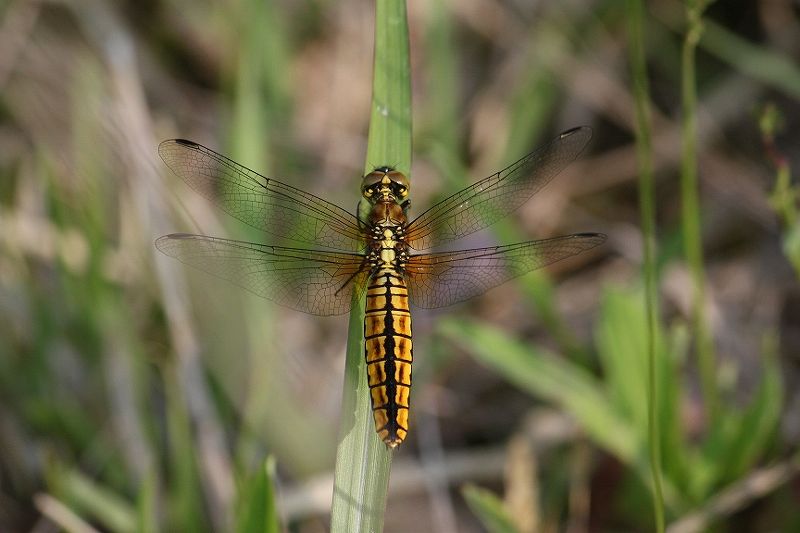 IMG_0222 (800x533).jpg