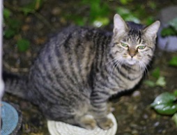 5DA_9058-9.jpg