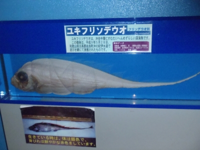 和歌山県立自然博物館2013年9月中旬5　ユキフリソデウオ（Zu cristatus）