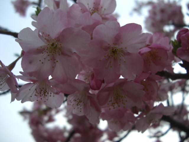 みなみの桜