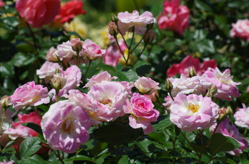 谷津バラ園のバラの花