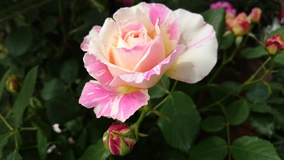 DSC_0850.JPG