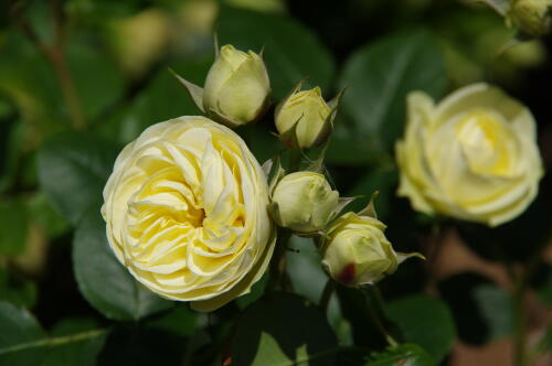 谷津バラ園のバラの花