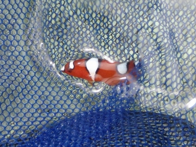 沖縄磯採集2013年5月下旬35　ツユベラ（Coris gaimard）の幼魚
