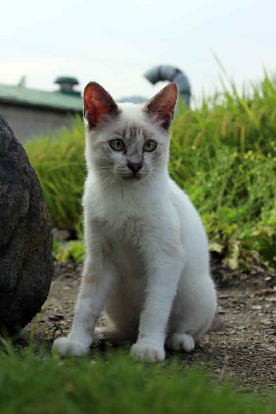 我が家のニャンコ♪2013/8/8-3