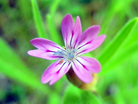 イヌコモチナデシコの花0513