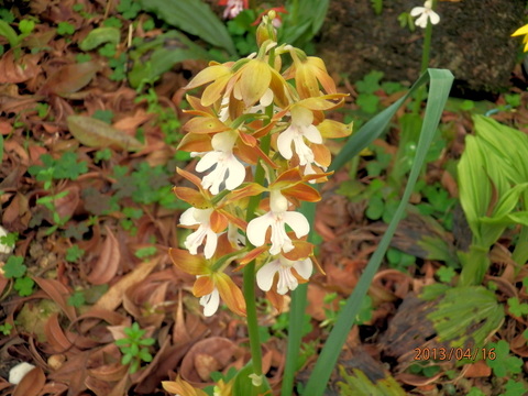 エビネの花と苞片