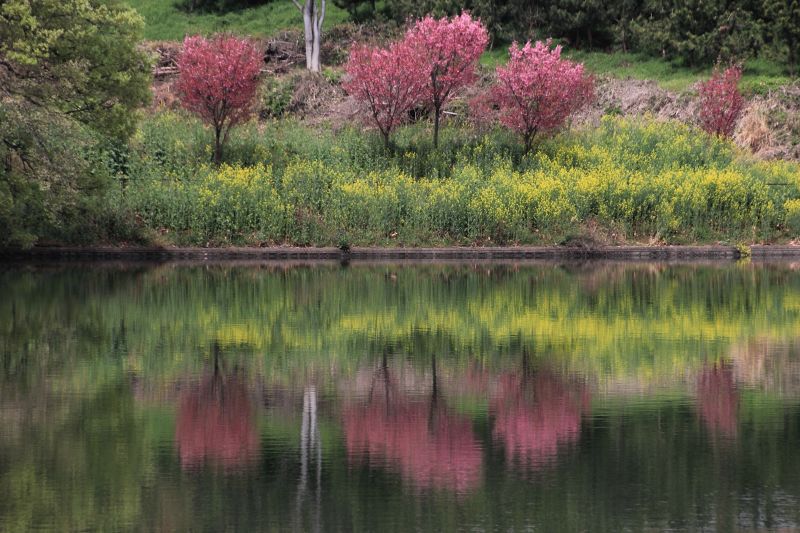 一本桜_007.jpg