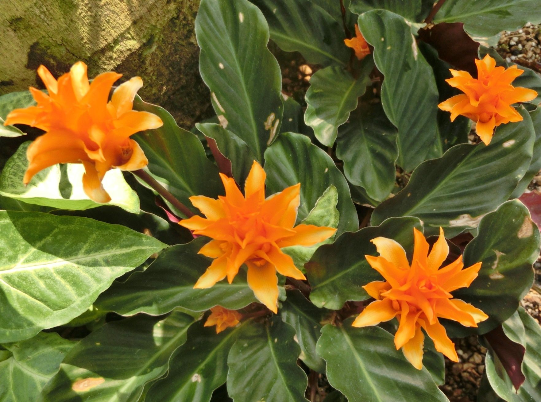 咲くやこの花館で見た カラテア グアリアンセ他 だい のひとりごと 楽天ブログ