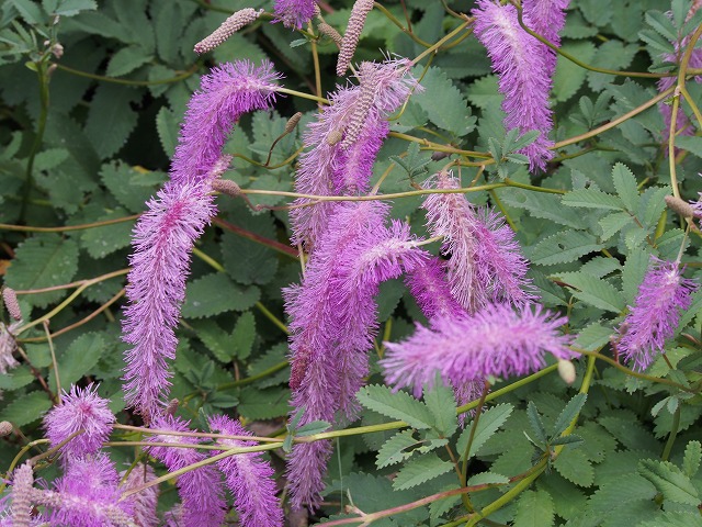 P7200054.jpg