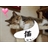 ねこみmya.jpg