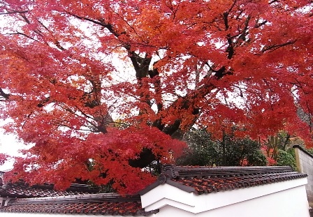 京都旅行 065 (2).jpg