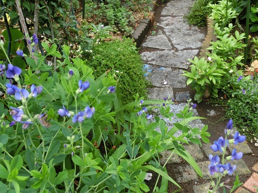 ムラサキセンダイハギ