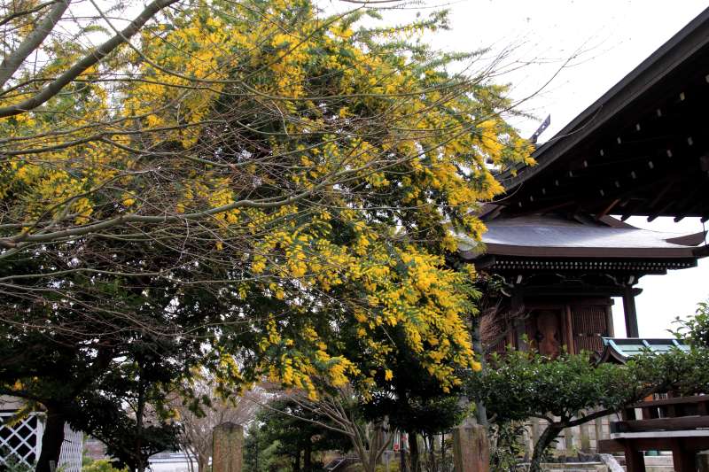 乃木神社_006.jpg